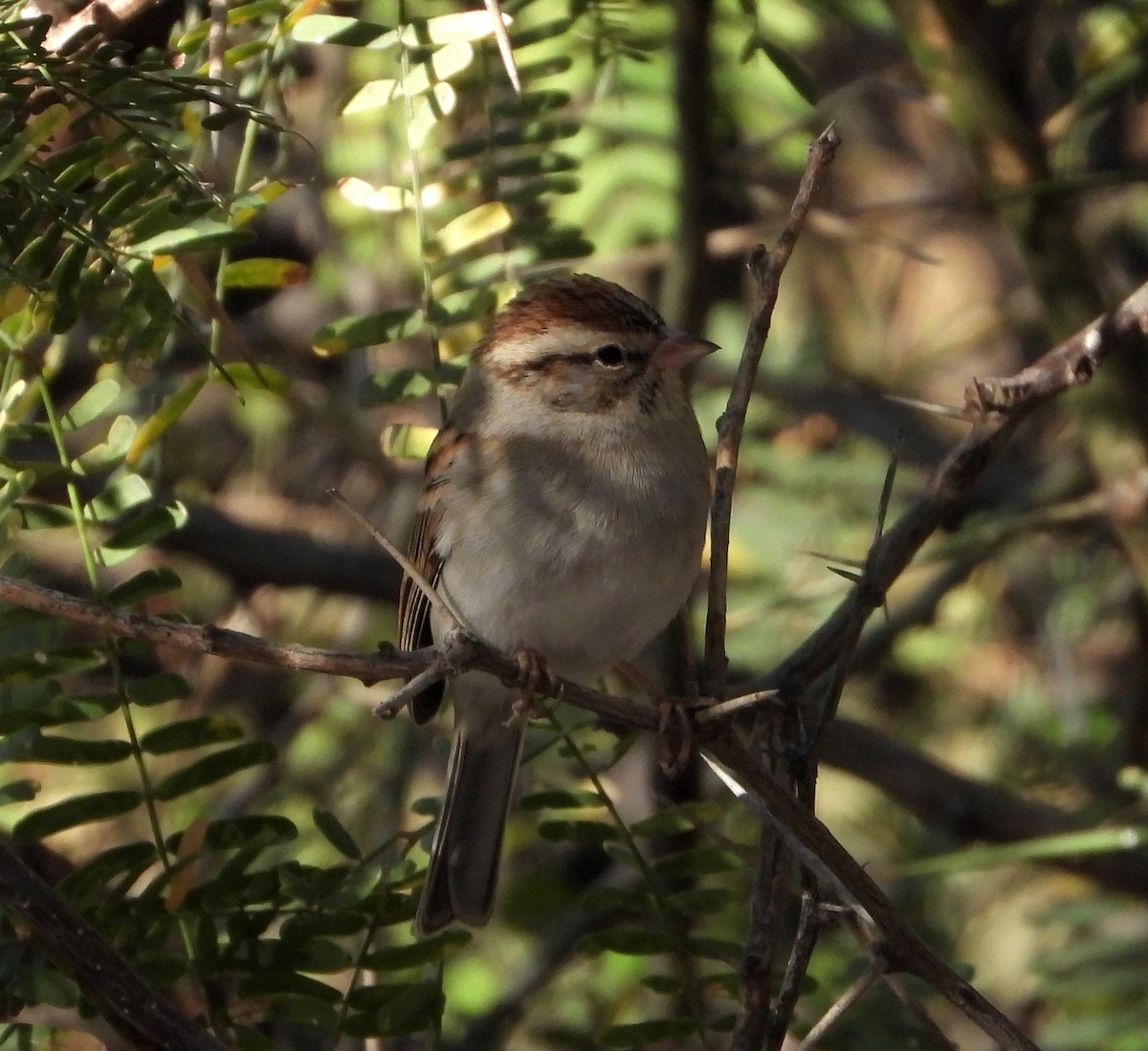 Chipping Sparrow - ML515047791
