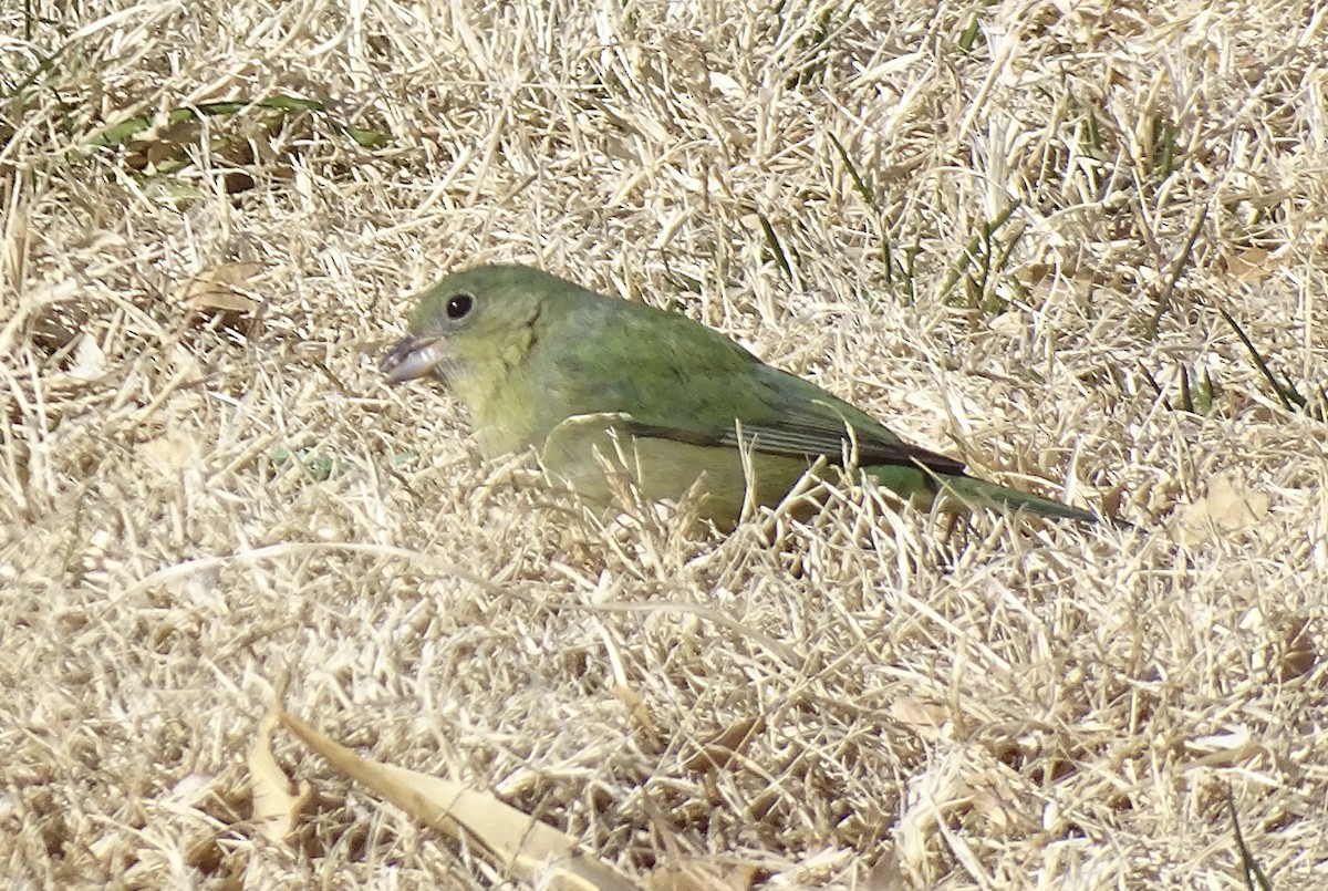 Painted Bunting - Nancy Overholtz