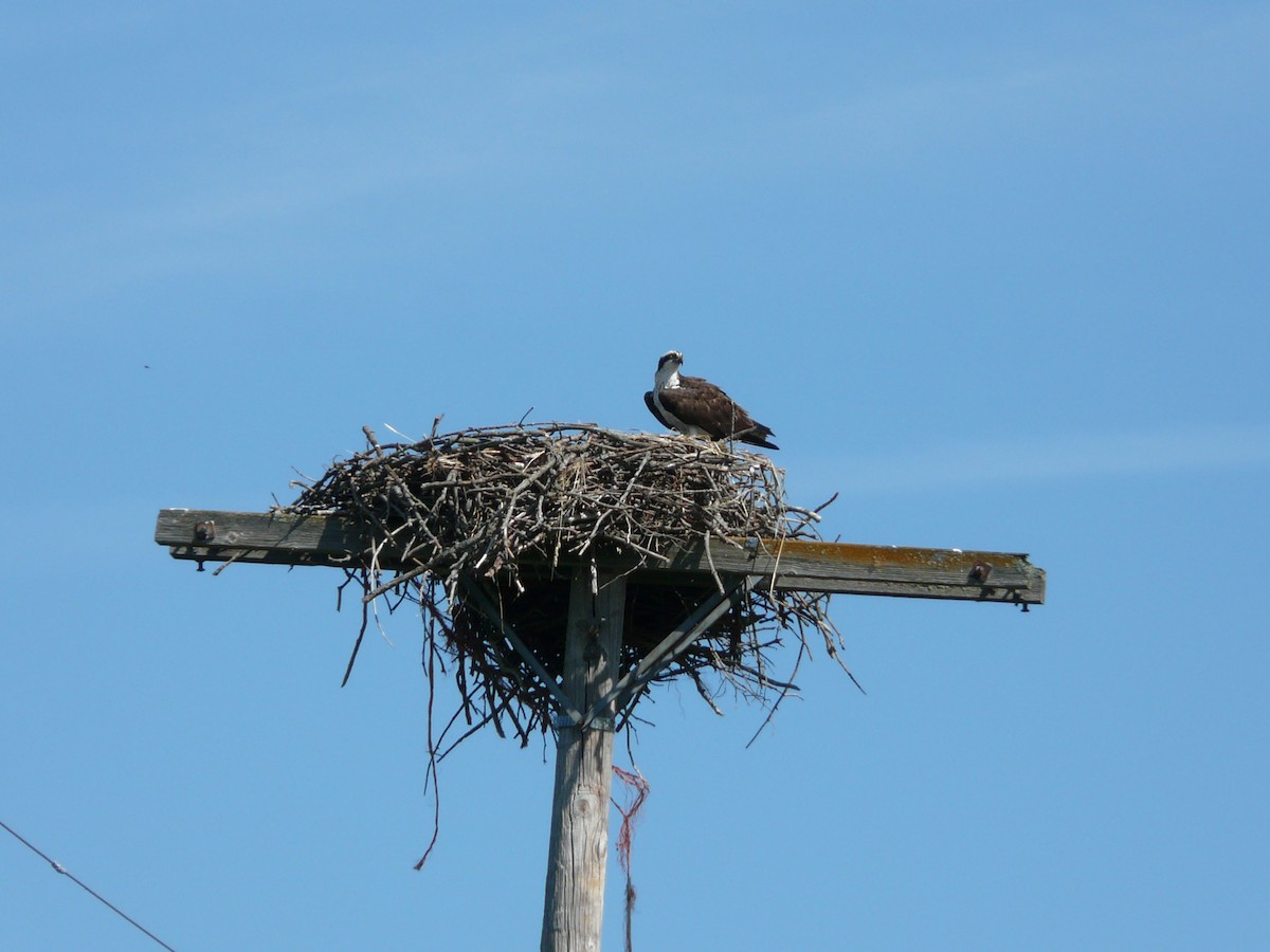 Osprey (carolinensis) - ML51504851