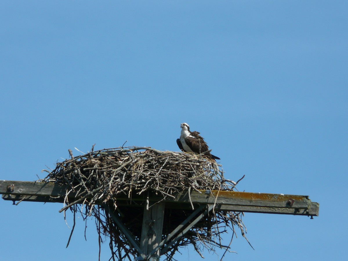 Osprey (carolinensis) - ML51504861