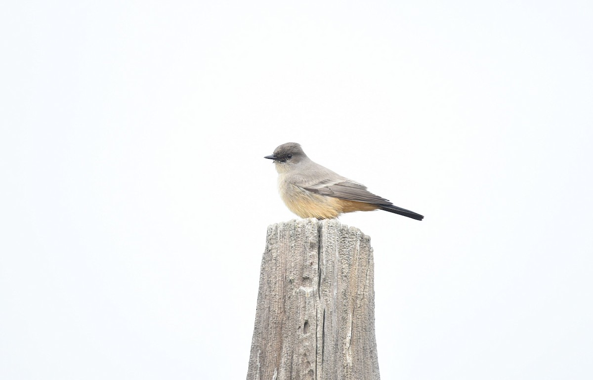 Say's Phoebe - ML515048731