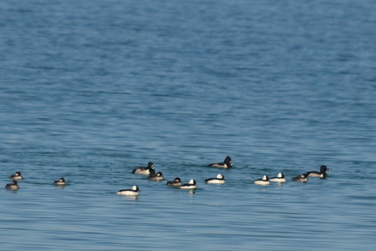 Bufflehead - ML515049141