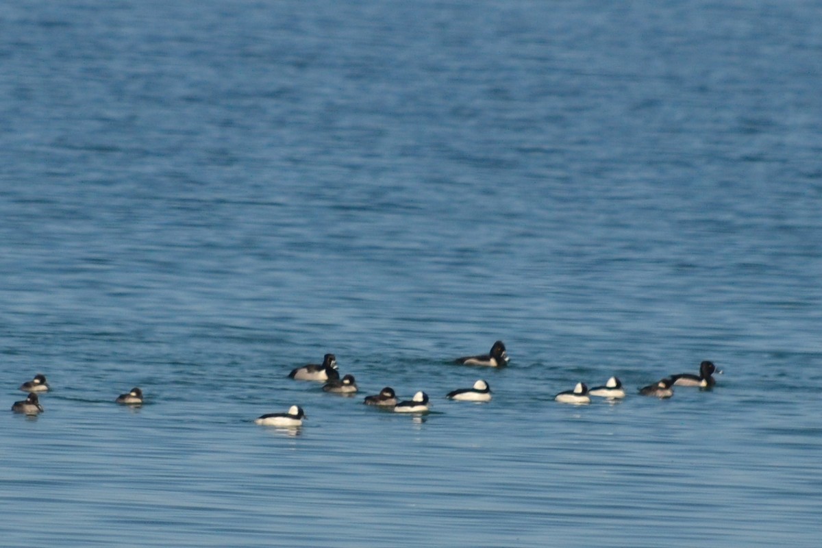 Bufflehead - Ted Armstrong