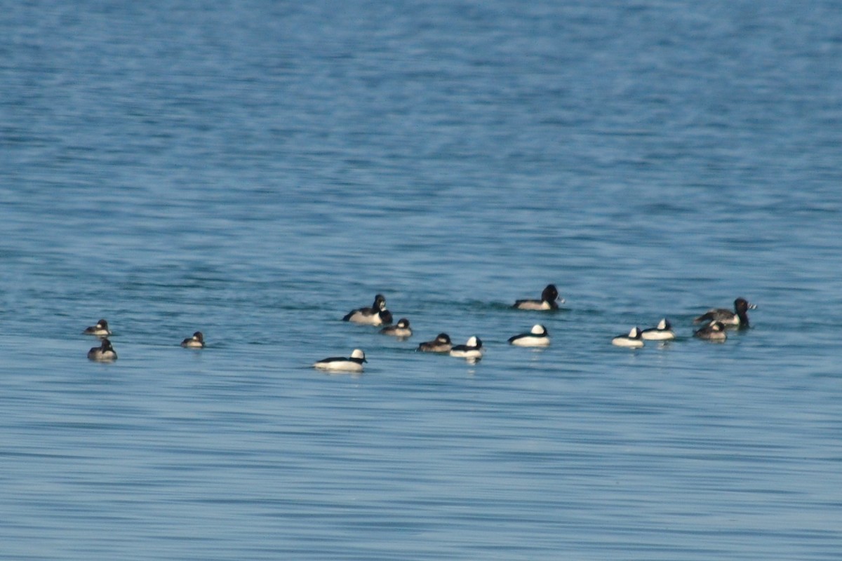 Ring-necked Duck - ML515049211