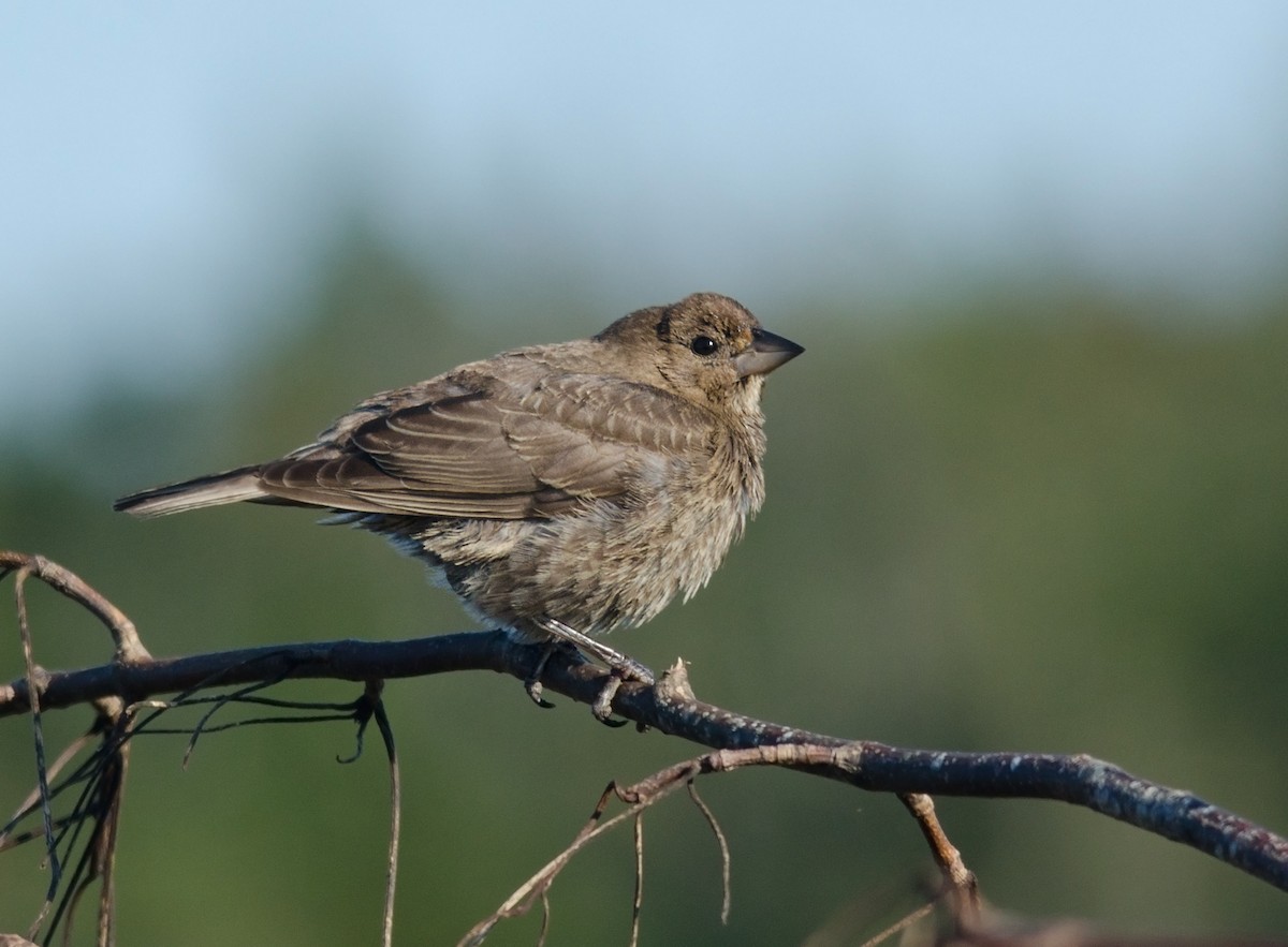 Brown-headed Cowbird - ML51504971