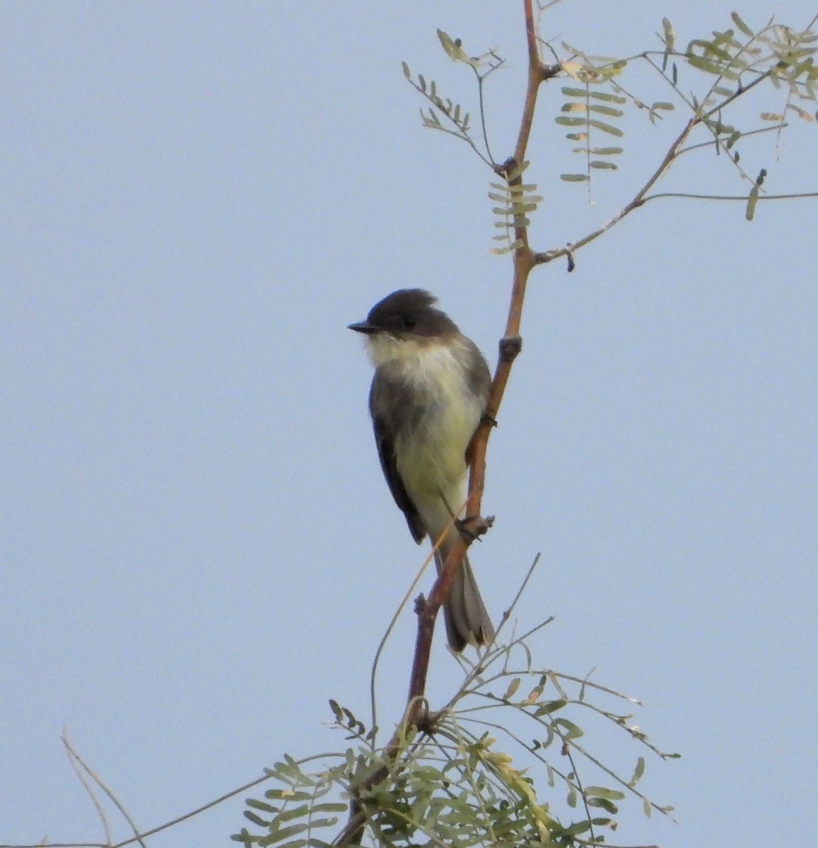 Eastern Phoebe - Mary Tannehill