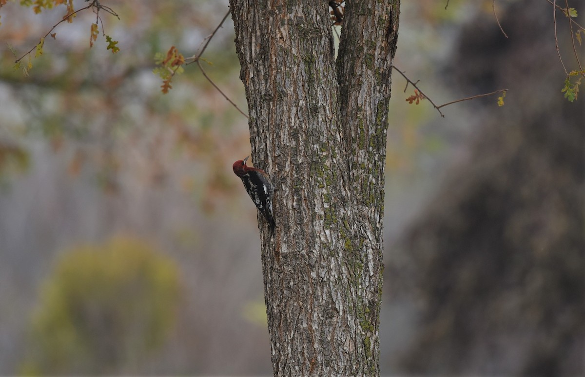 Red-breasted Sapsucker - ML515049891