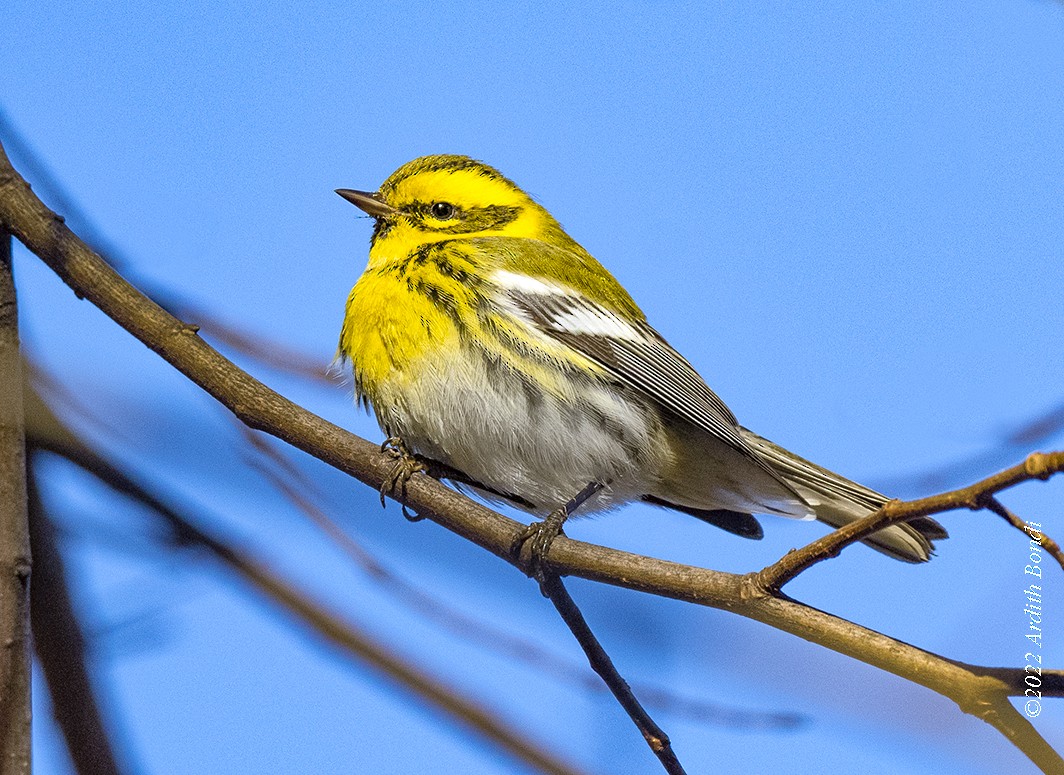 Townsend's Warbler - ML515049951