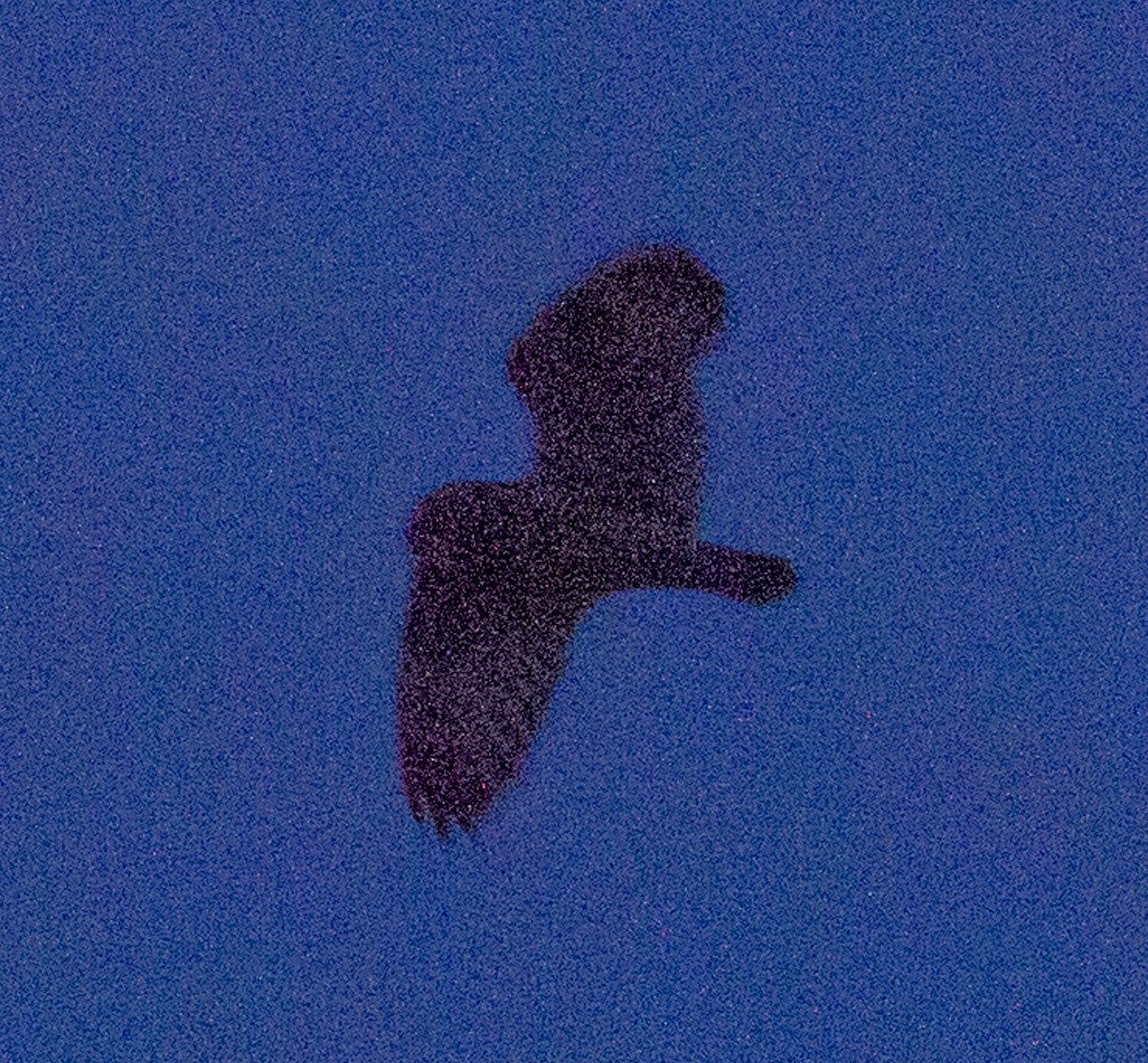 Short-eared Owl - ML515050281