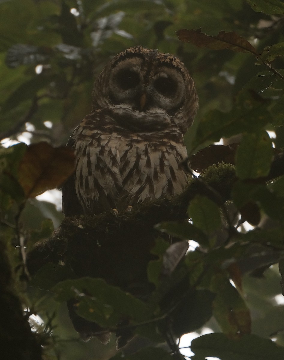 puštík guatemalský - ML515050401