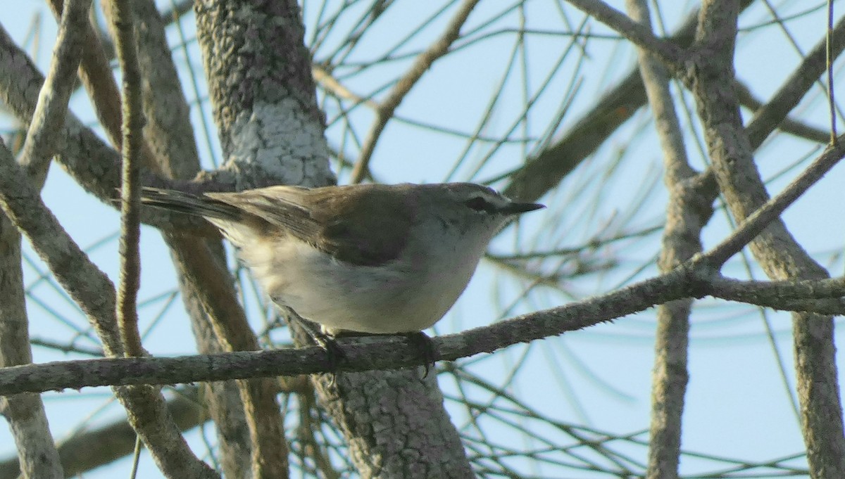 Mangrove Gerygone - ML515050651