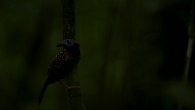 Ocellated Antbird - ML515052