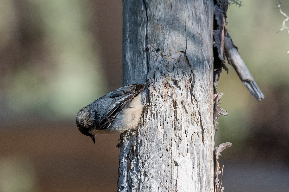 Pygmy Nuthatch - ML515052231