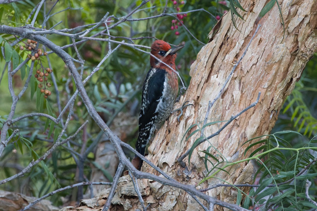Red-breasted Sapsucker - ML515052341