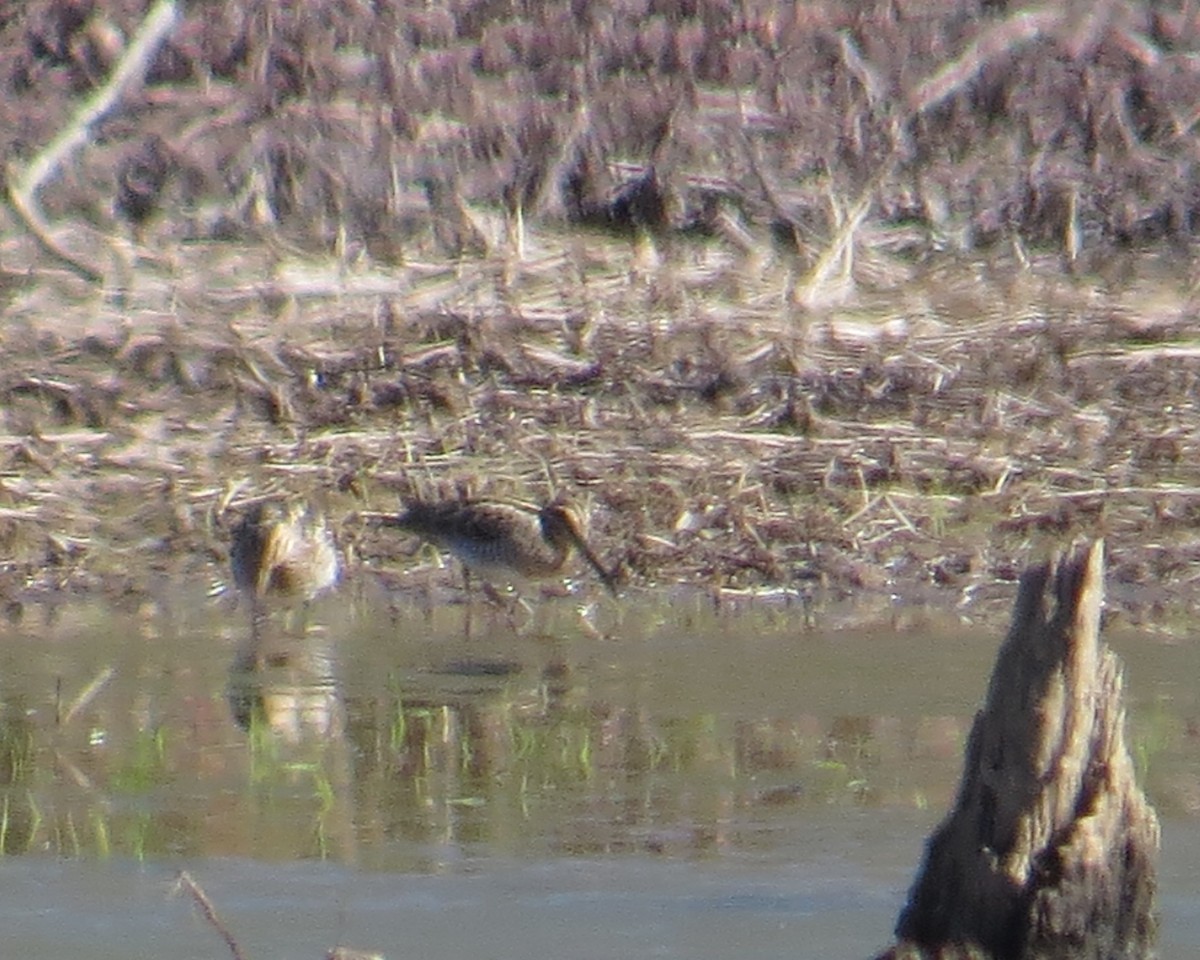Wilson's Snipe - ML51505251