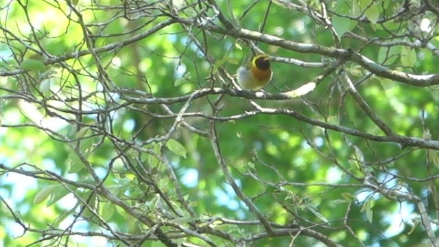 Guira Tanager - ML515052561