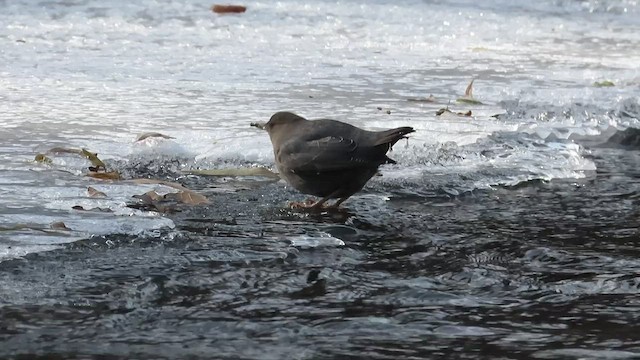 American Dipper - ML515053161