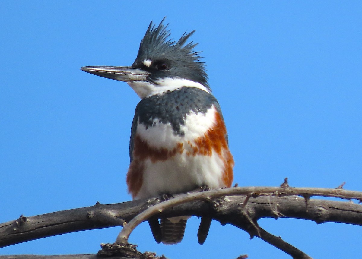 Belted Kingfisher - Ted Floyd