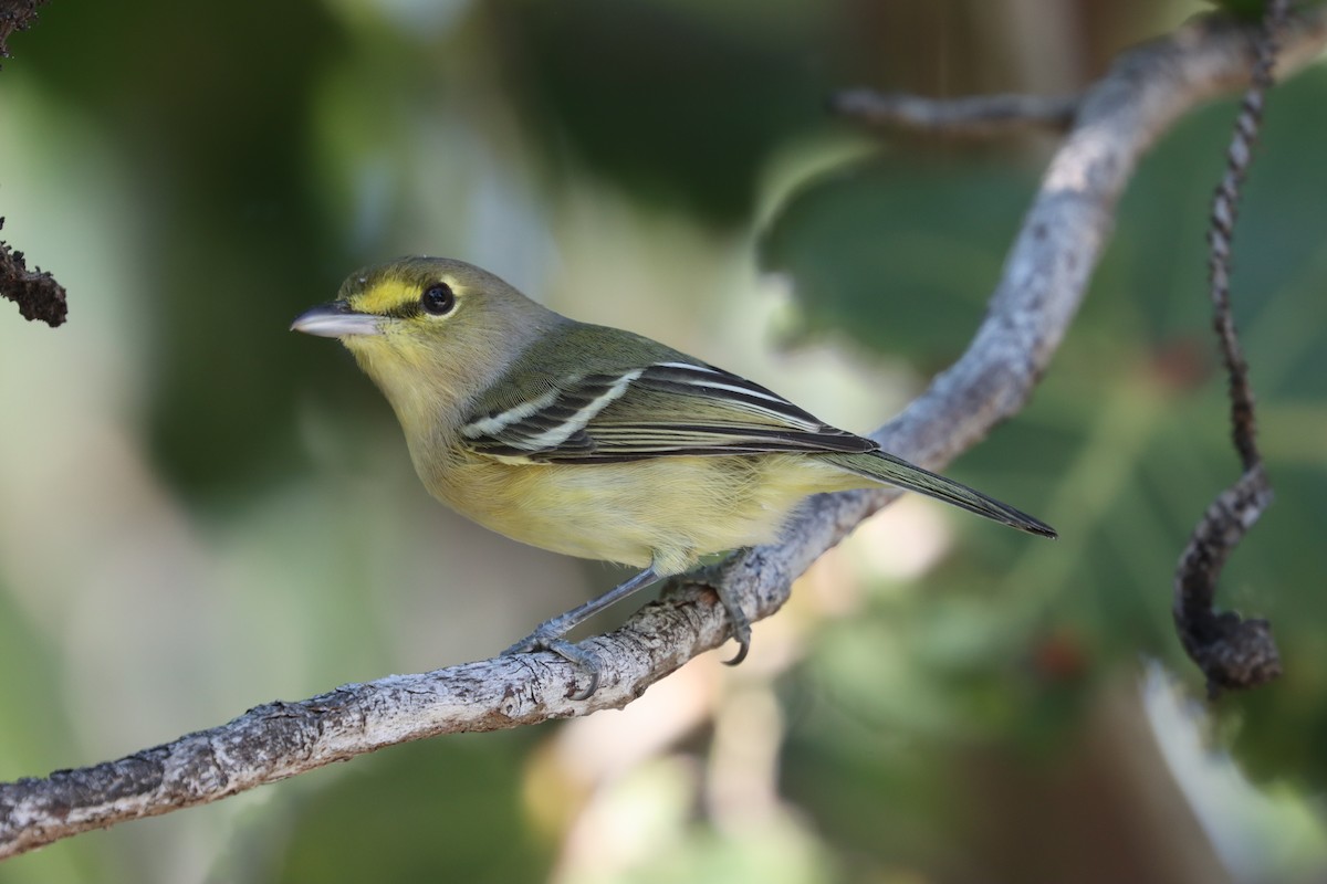 Thick-billed Vireo - ML515053461
