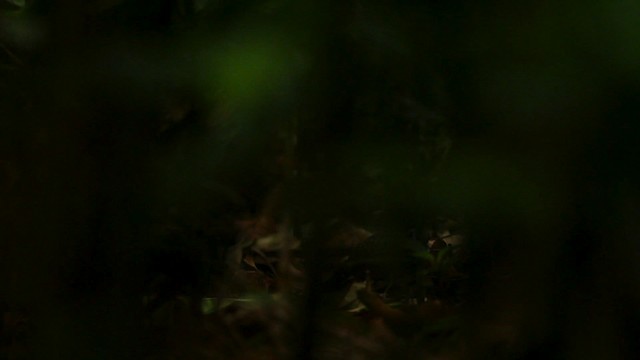 Ocellated Antbird - ML515054