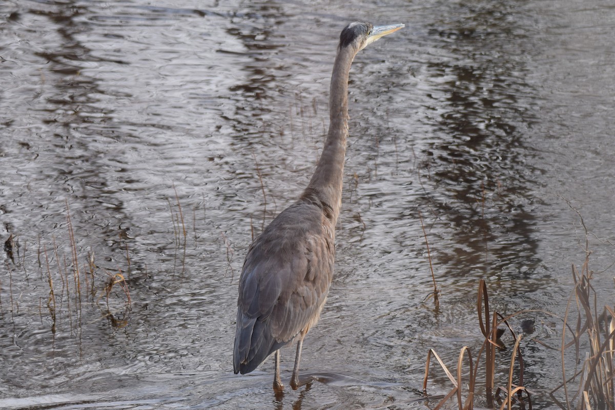 Great Blue Heron - ML515054001