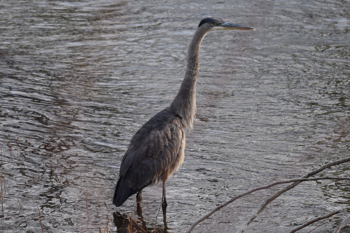 Great Blue Heron - ML515054261