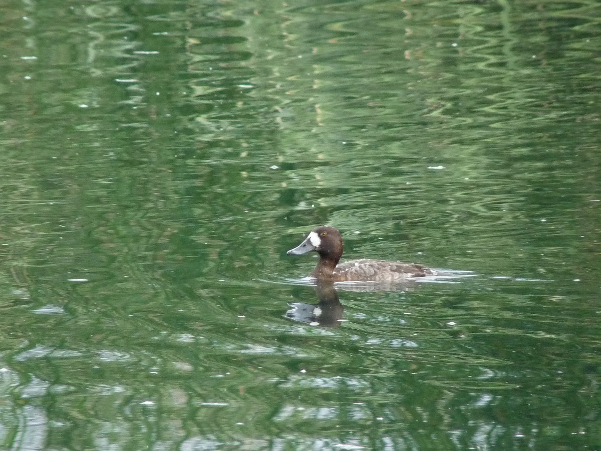 Greater Scaup - ML515054401