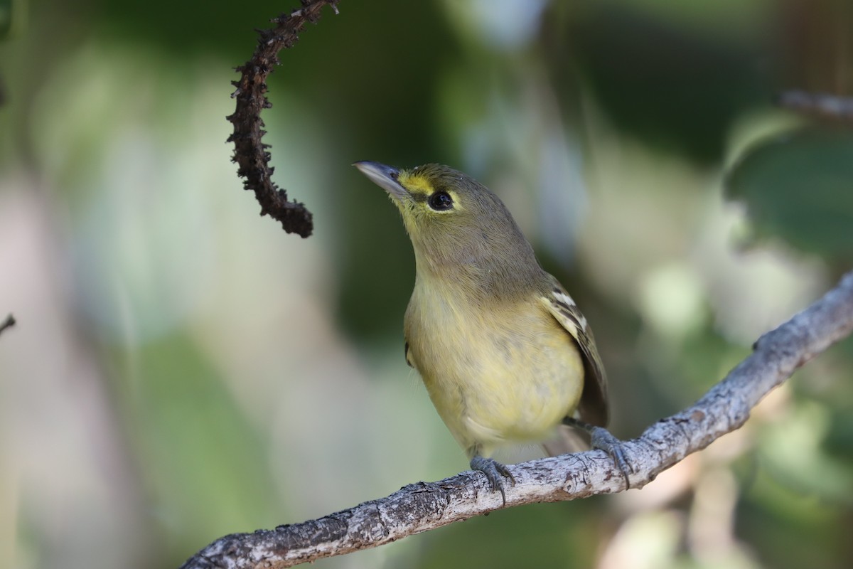 Vireo Piquigrueso - ML515055541