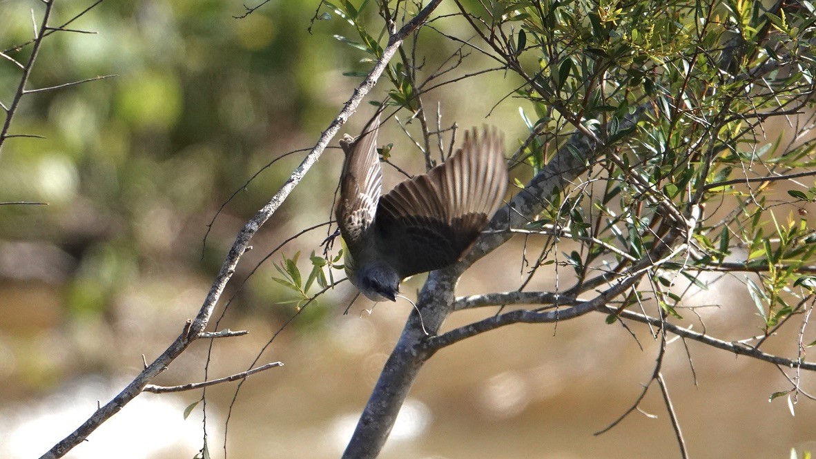 Tropical Kingbird - Wink Gross