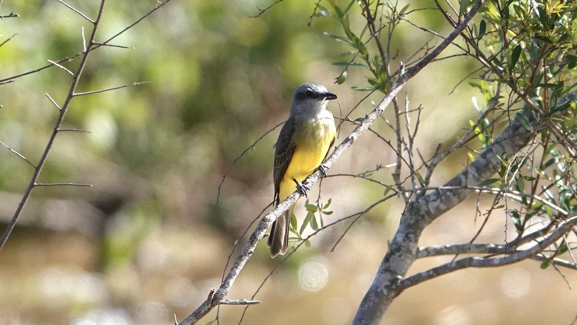 Tropical Kingbird - ML515055621