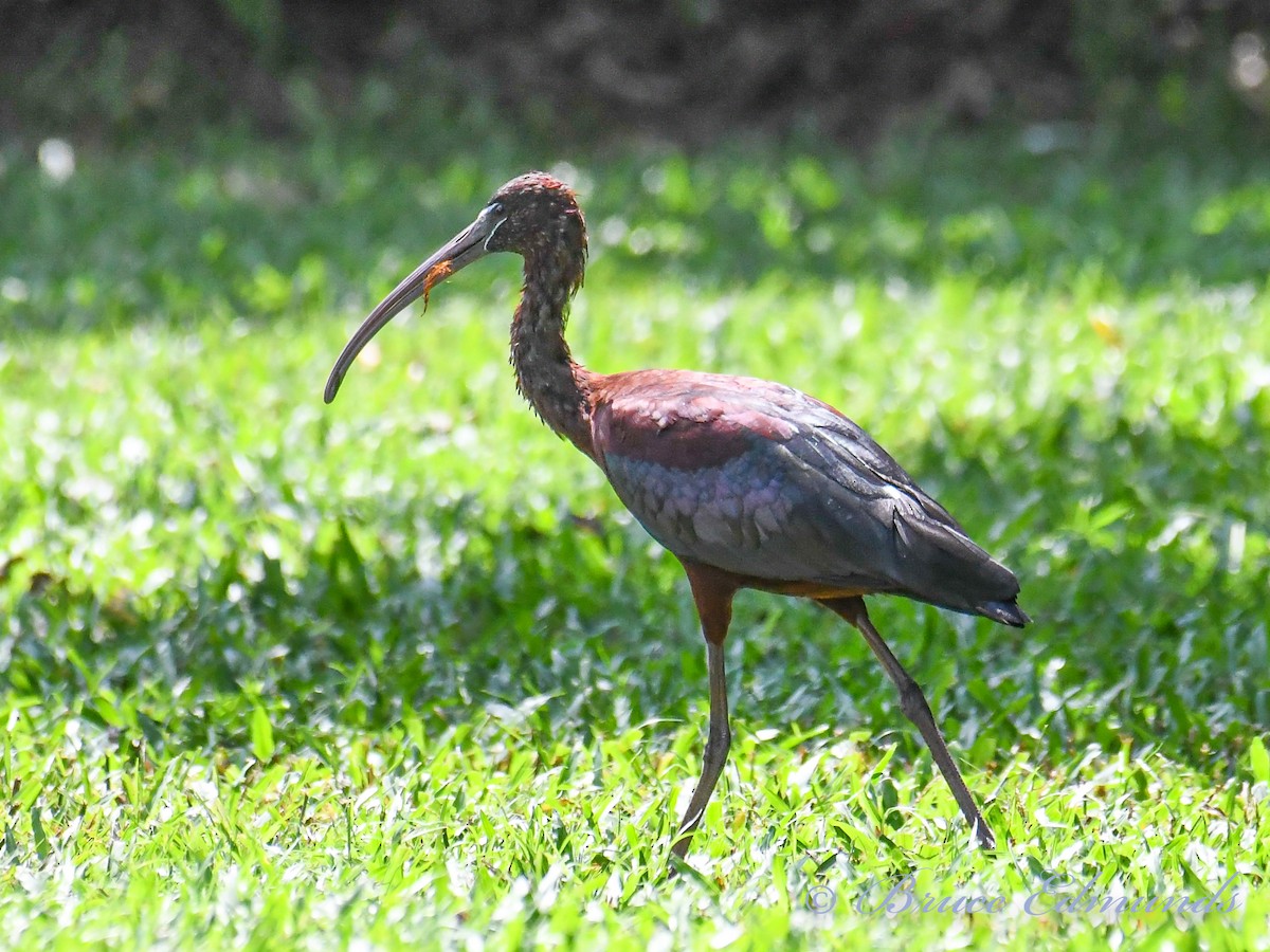 ibis hnědý - ML515056191