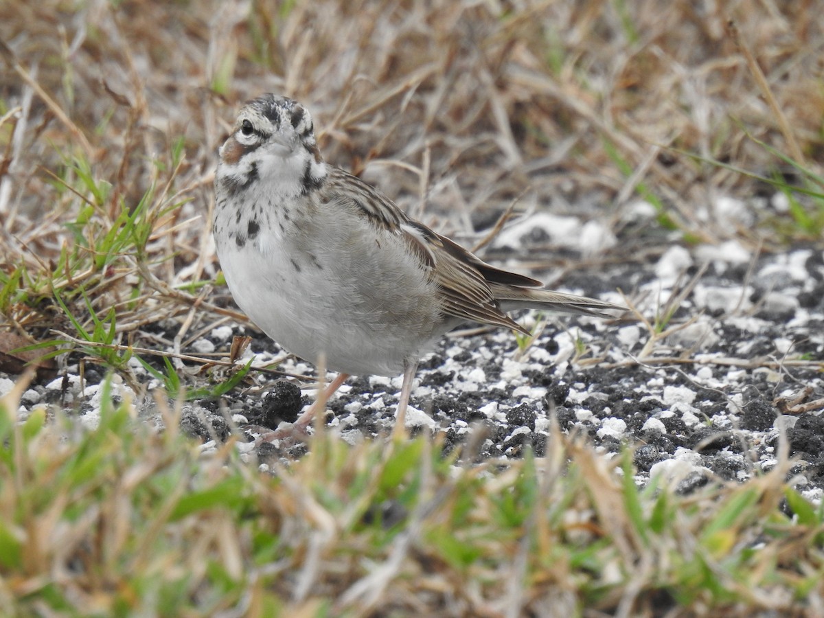 Lark Sparrow - ML515056331