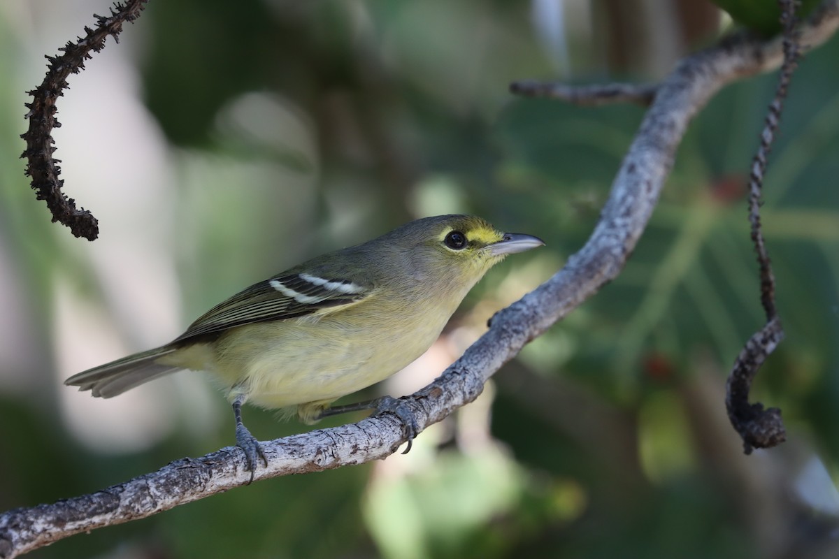 Thick-billed Vireo - John Drummond