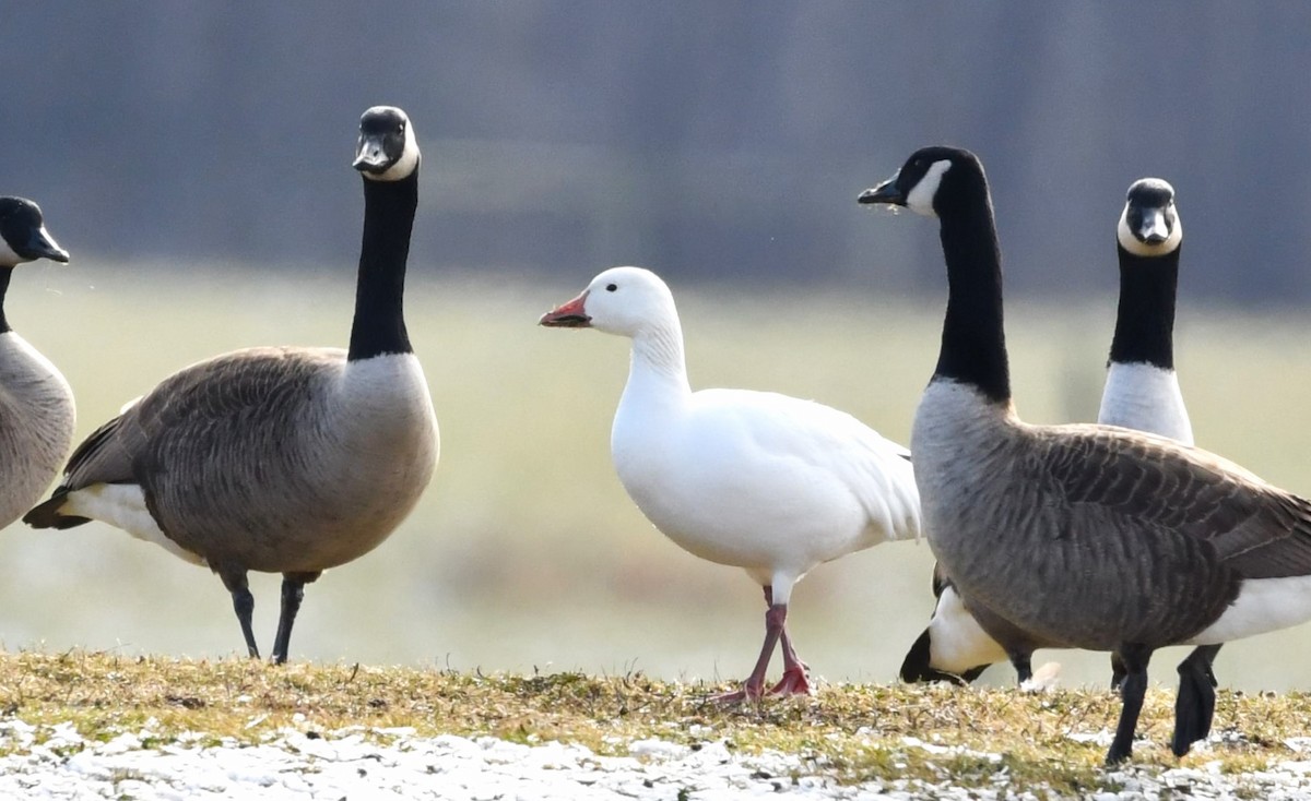 Snow Goose - cynthia mullens