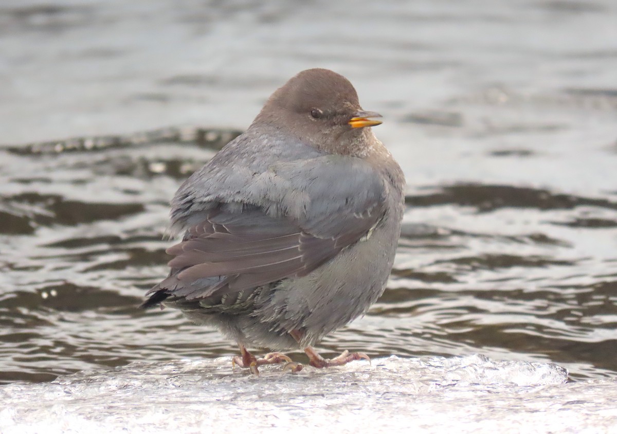 American Dipper - ML515056811