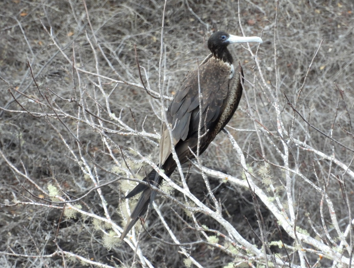 Magnificent Frigatebird - ML515057921