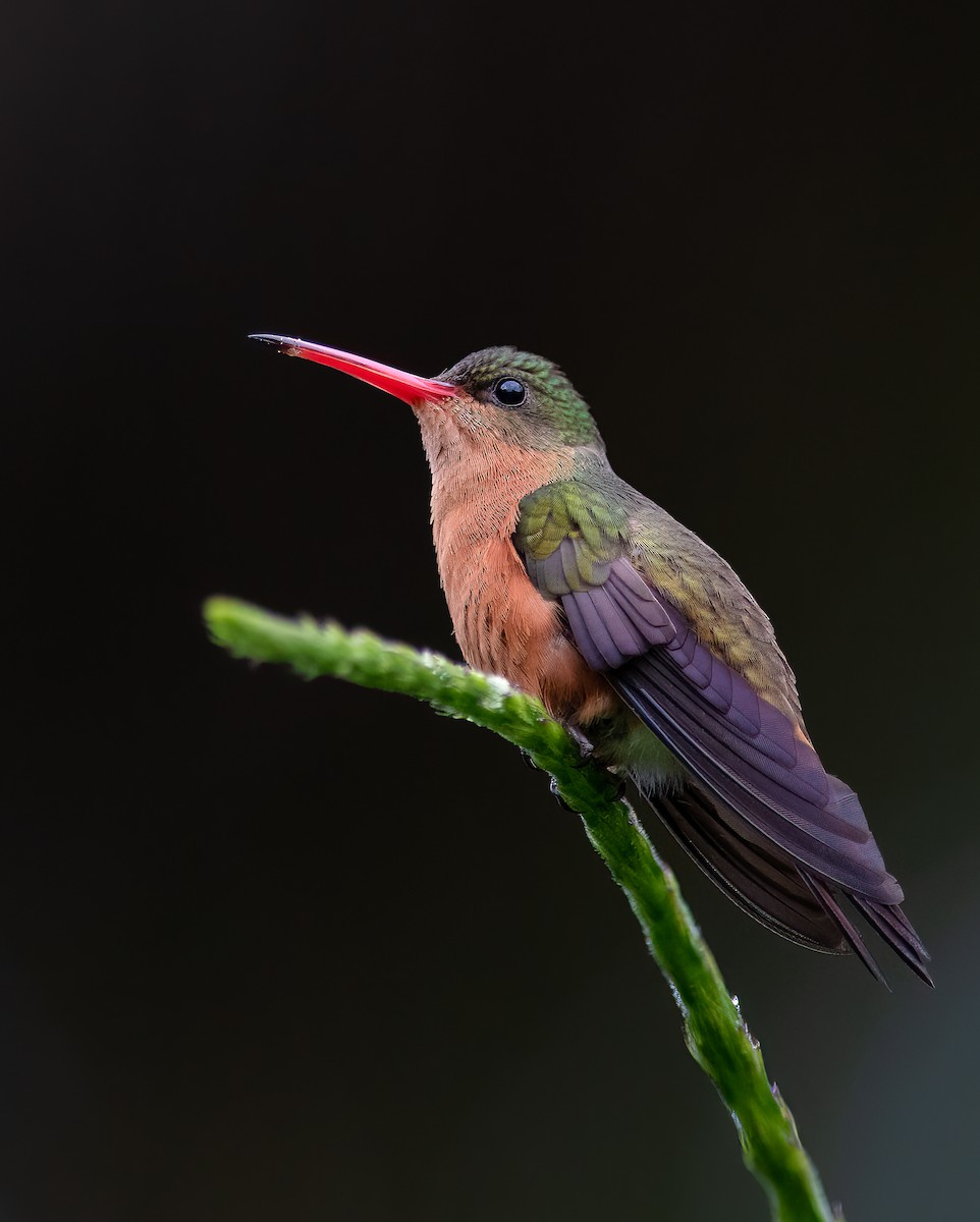 Cinnamon Hummingbird - Matthew Dolkart