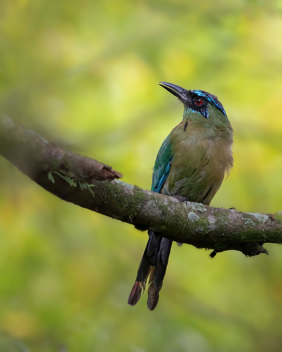 Lesson's Motmot - ML515059811