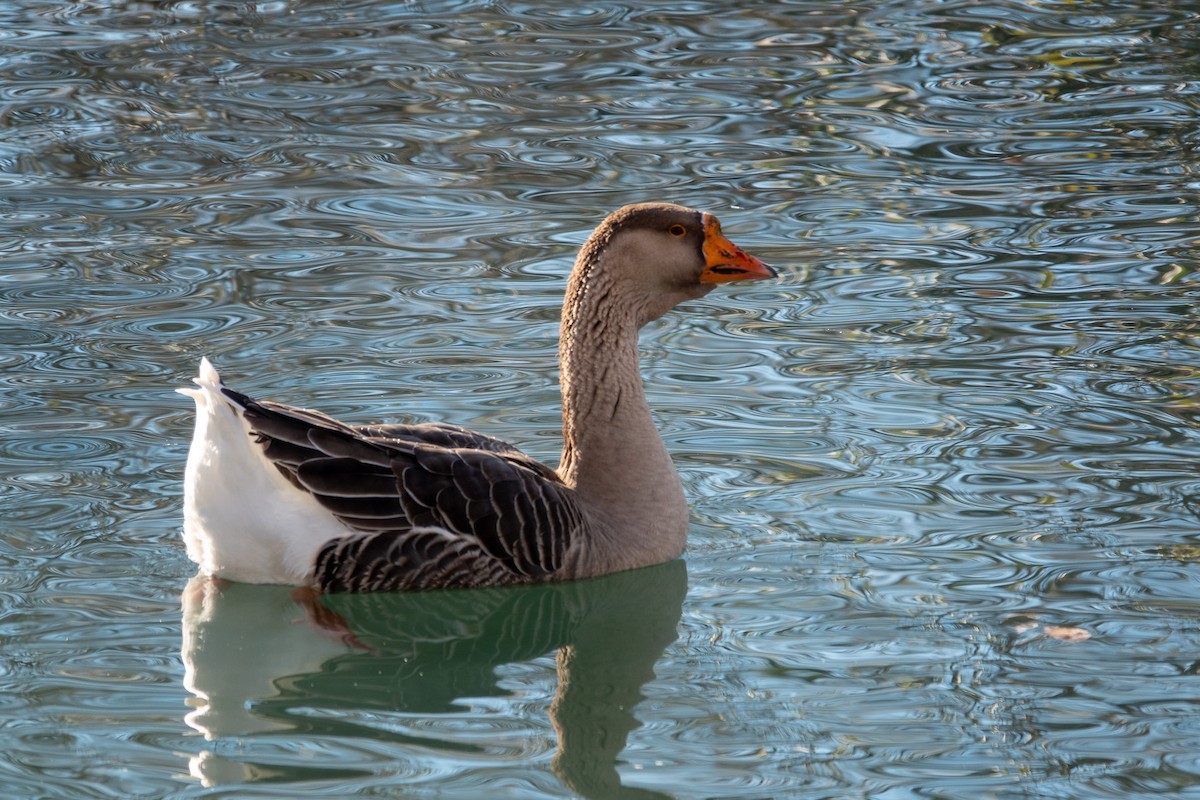 Graylag Goose (Domestic type) - Greg Halbach