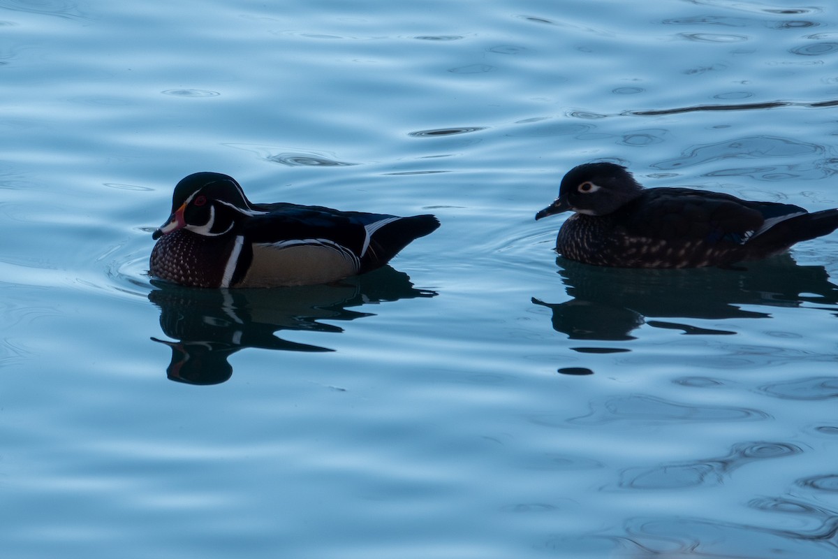 Wood Duck - ML515060121