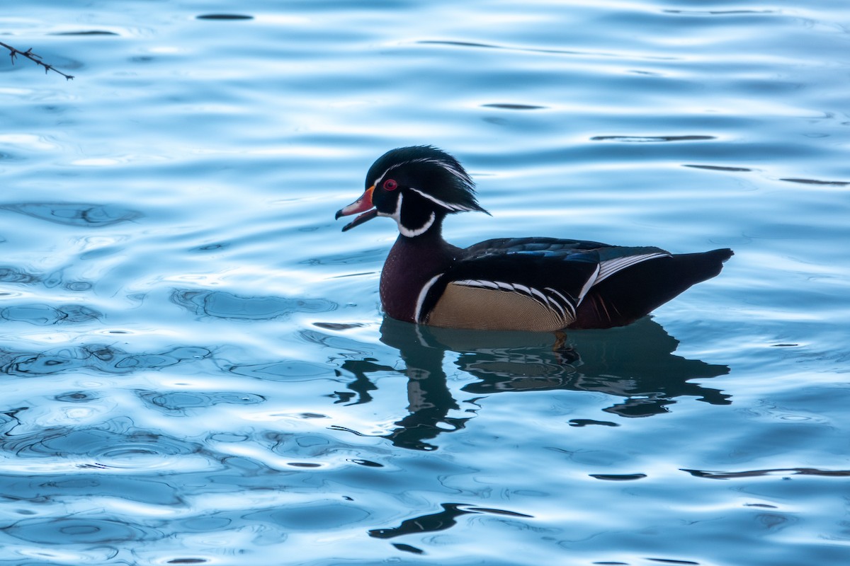 Wood Duck - ML515060131