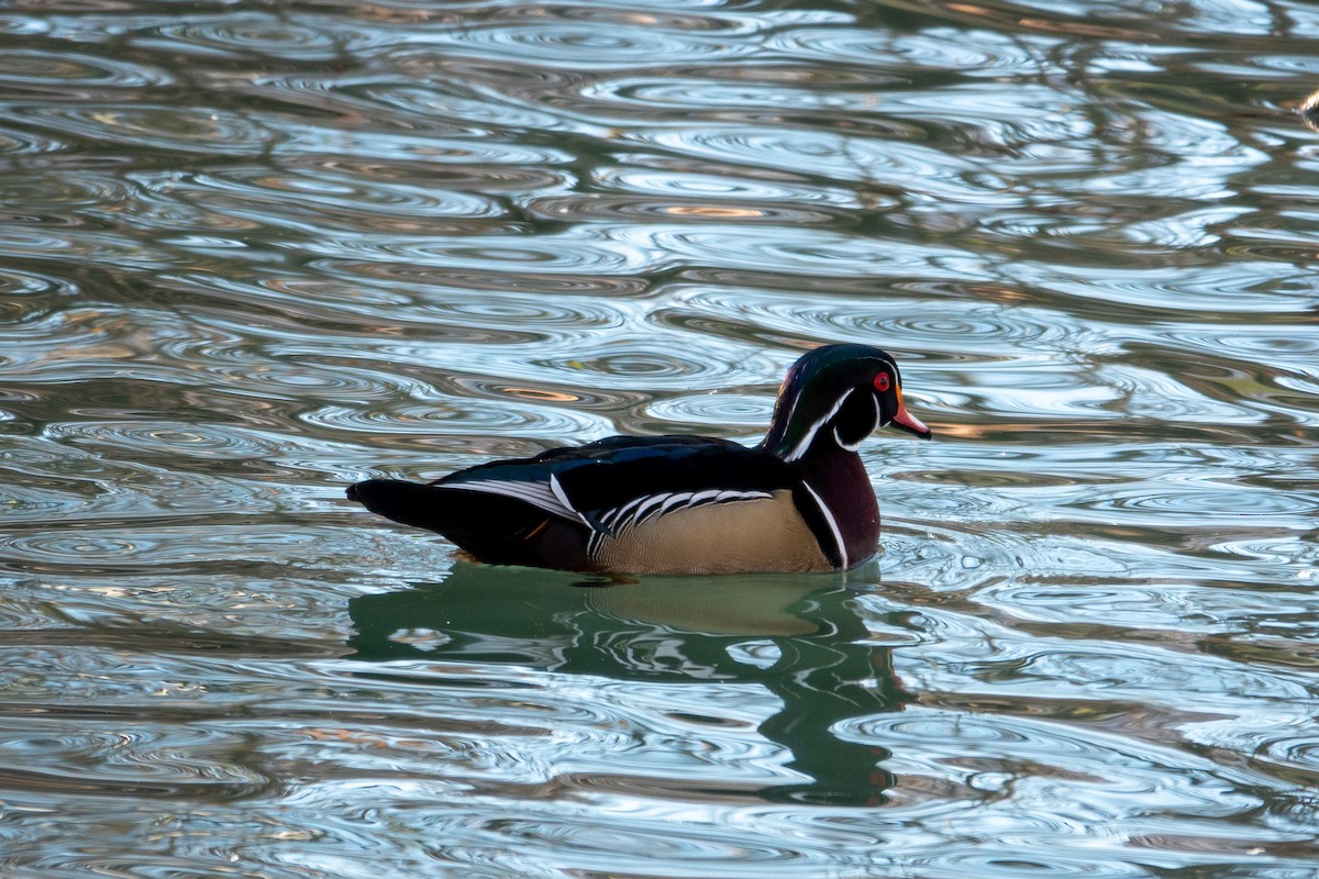 Wood Duck - ML515060161