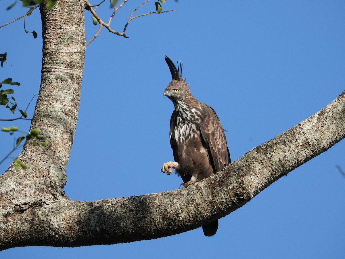 Changeable Hawk-Eagle - namassivayan lakshmanan