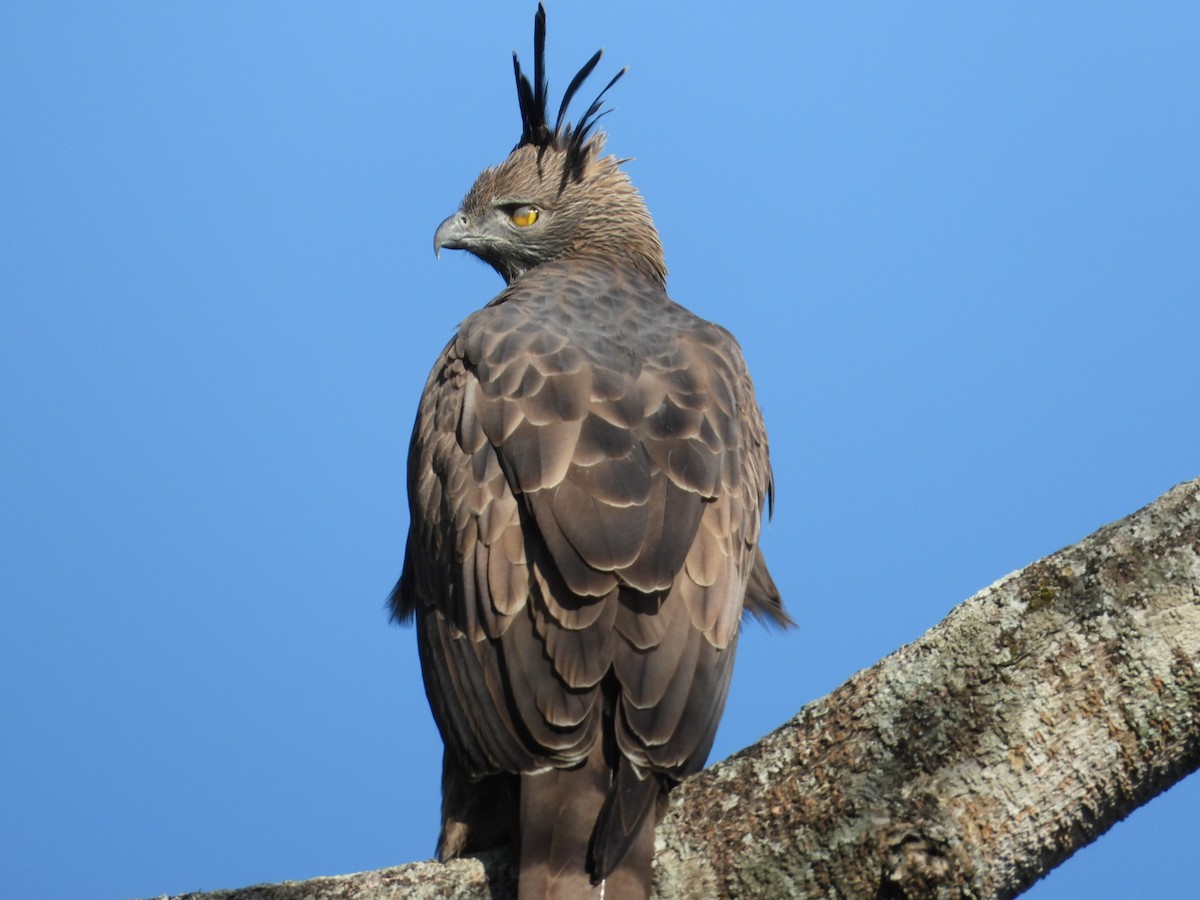 Changeable Hawk-Eagle - ML515060221