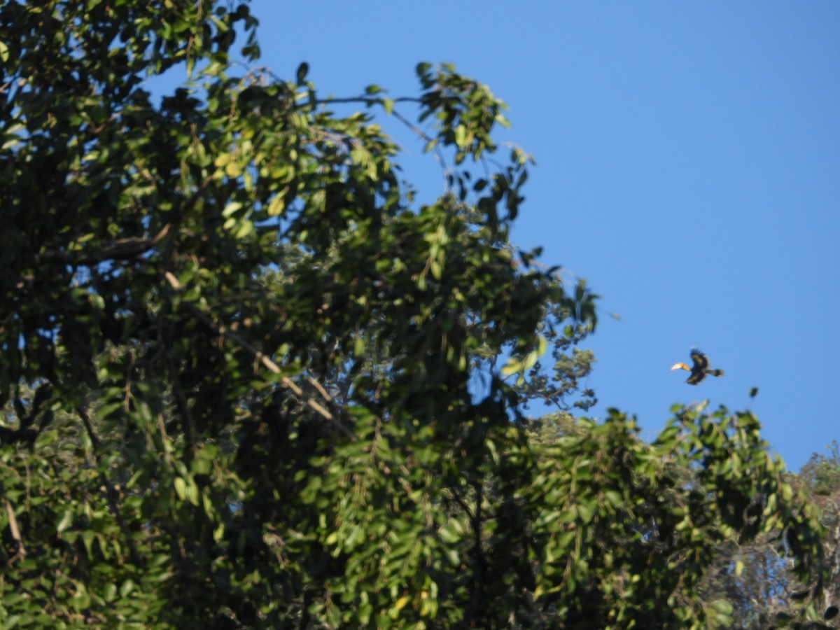 Great Hornbill - ML515060291