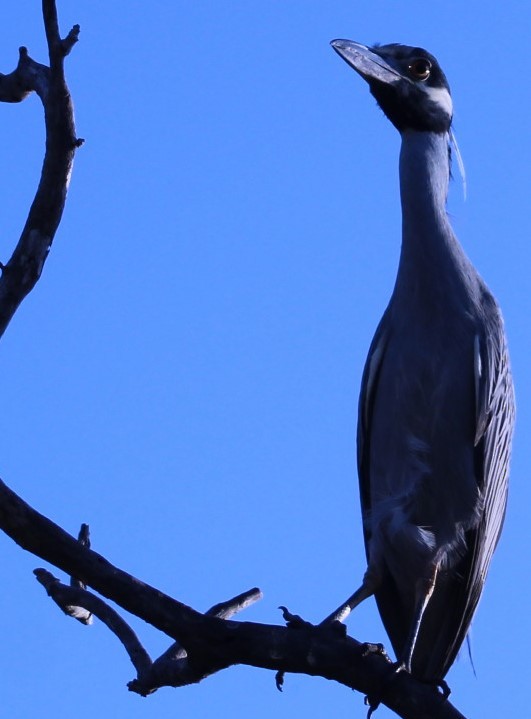 Yellow-crowned Night Heron - juventino chavez