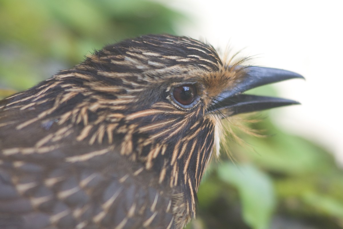 Crescent-chested Puffbird - ML51506101