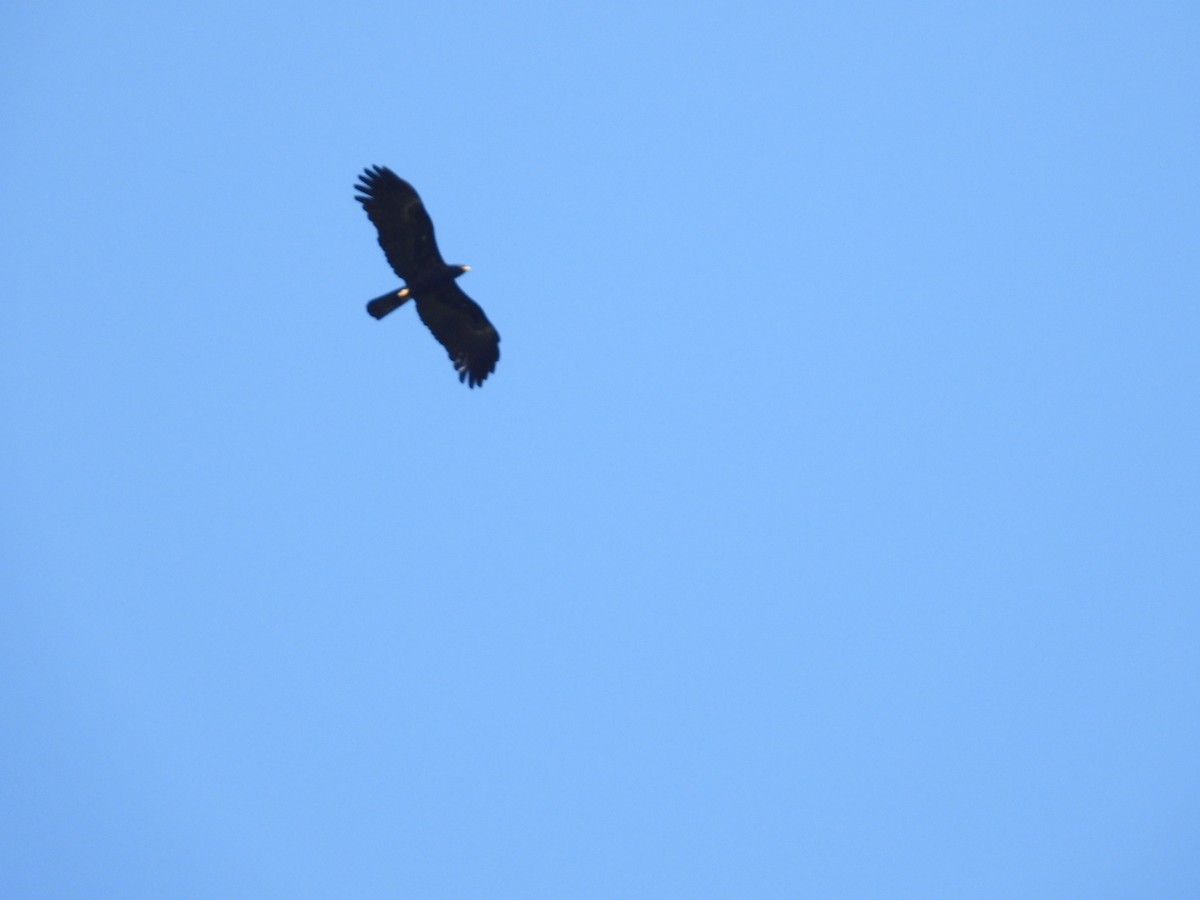 Black Eagle - namassivayan lakshmanan