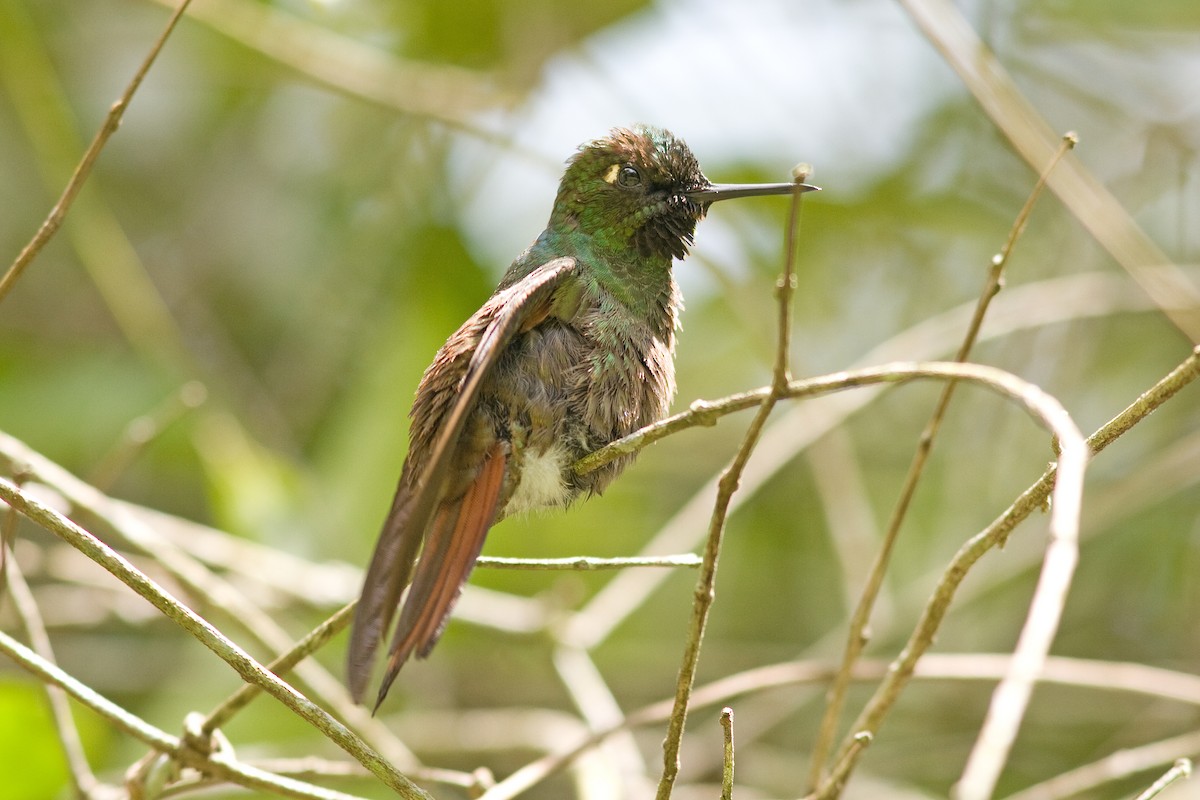 kolibřík brazilský - ML51506121