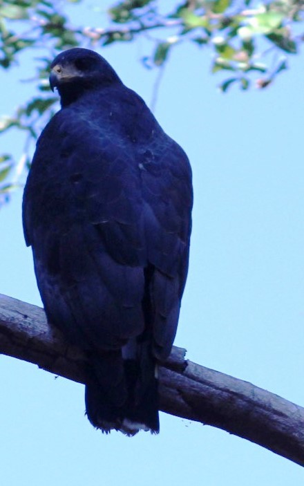 Common/Great Black Hawk - ML515061221